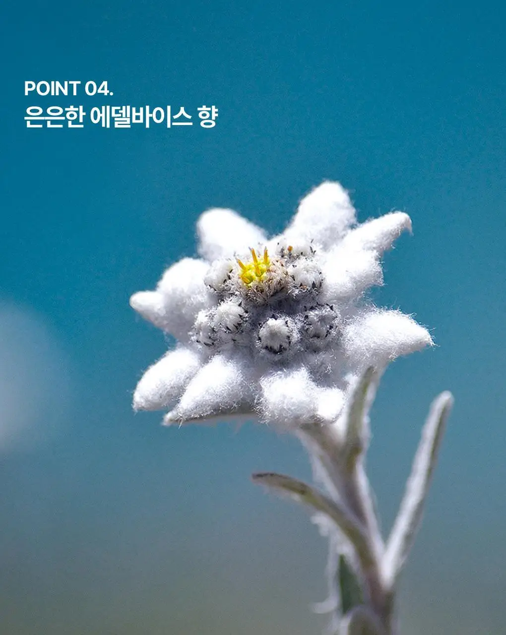 [온가족 여성청결제] 유리아쥬 진피 마일드 젤/폼 6종 택 1 상세페이지 15